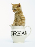 Orange Tabby in Creamer Photographic Print by Pat Doyle