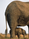 Elephant calf standing underneath mother Photographic Print by Gabriela Staebler