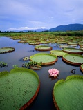 Water lily leaves with pink flower, Pantanal, Brazil (near Paraguay River) Photographie par Theo Allofs