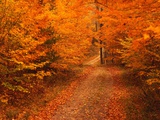 Unpaved Road in Autumn Photographie par Cody Wood