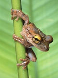 Bony-Headed Tree Frog Photographie par Theo Allofs