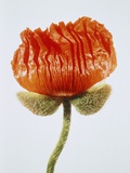 Red poppy blossom Photographic Print by Josh Westrich