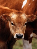 Calf at grass Photographic Print by Lothar Lenz