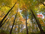 Sugar Maples in Fall in Vermont Photographic Print by John Eastcott & Yva Momatiuk