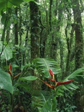 Heliconia flower, Costa Rica Fotografie-Druck von Frans Lemmens