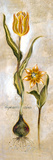 Tulipa Violoncello VI Affiches par  Augustine