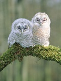 Two young tawny owls perched side by side Photographic Print by Lothar Lenz