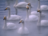 Whooper Swans Floating on Water Photographic Print