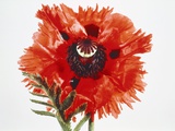 Red poppy blossom Photographic Print by Josh Westrich