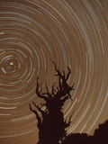 Star Trails and Bristlecone Pine Tree Photographic Print by Frank Lukasseck