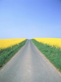 Country road between cole fields Photographic Print by Dietrich Rose