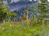Deer in Wildflowers Photographie par Craig Tuttle