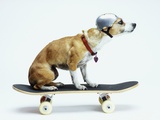 Dog with Helmet Skateboarding Photographie par Chris Rogers
