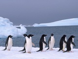 Antarctica, colony of adelie penguins Fotografie-Druck von Frans Lemmens