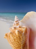 Still life of seashell at beach Photographic Print