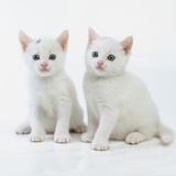Chatons blancs Photographie par Pat Doyle