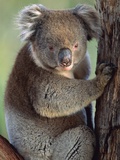 Koala Photographie par Theo Allofs