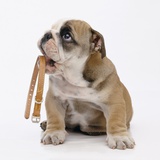 Bulldog Holding Collar Photographic Print by Pat Doyle