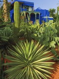 Majorelle Gardens in Marrakech Photographic Print by Jean-pierre Lescourret