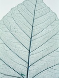 Leaf vein Photographic Print by Josh Westrich