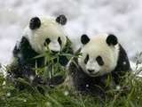 Giant Panda Cubs in Snowfall Fotografisk tryk af Keren Su Giant Panda Cubs in Snowfall Fotografisk tryk af Keren Su