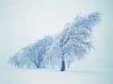 Beeches in the snow Photographic Print by Herbert Kehrer
