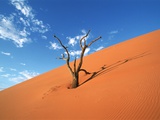 Dead tree in the Namib-Naukluft-Park, Namibia Fotografisk trykk av Eddi Boehnke Dead tree in the Namib-Naukluft-Park, Namibia Fotografisk trykk av Eddi Boehnke