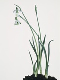 Snowdrop Photographic Print by Josh Westrich