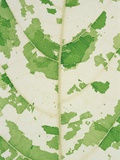 Fig leaf Photographic Print by Josh Westrich