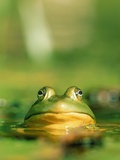 Bull Frog Photographic Print by Stephen Maka