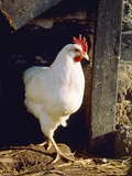 White chicken comming out of the stable Photographic Print by Lothar Lenz
