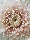Chrysanthemum Rose Hybrid Photographic Print by Cora Buttenbender