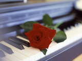 Red Rose on Piano Photographic Print