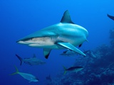 Gray Reef Shark Photographic Print by Stephen Frink