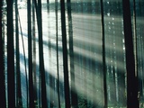 Sunbeams streaming through forest Fotografie-Druck von Frank Krahmer