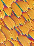 Scales of a Swallowtail Butterfly Photographic Print by Micro Discovery 