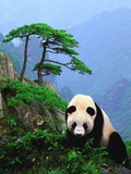 Panda gigante Lámina fotográfica