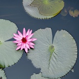 Water Lily on Hoan Kiem Lake, Hanoi, Vietnam Photographie par JoSon 