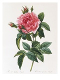 Rosa Gallica Reglais Giclee Print by Pierre Joseph Redoute