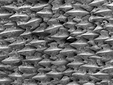 Great White Shark Scales Photographic Print