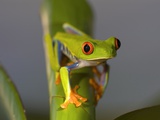 Rotaugenlaubfrosch Fotografie-Druck von Bob Krist
