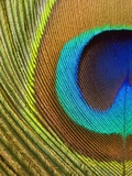 Peacock Feather Photographic Print by Tom Grill