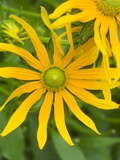Rubeckia Hirta Flowers Photographic Print by Mark Bolton