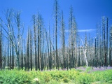 Dying forest in the Yosemite National Park, California, USA Photographic Print by Rainer Hackenberg