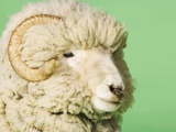 White Sheep's Head Photographic Print