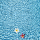 White and pink frangipani floating in the pool, Bali, Indonesia Fotografisk tryk af JoSon White and pink frangipani floating in the pool, Bali, Indonesia Fotografisk tryk af JoSon