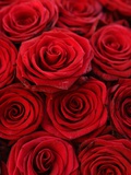 Bouquet of Red Roses Photographic Print by Owen Franken