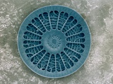 Microscopic View of Diatom Fotografisk tryk af Jim Zuckerman Microscopic View of Diatom Fotografisk tryk af Jim Zuckerman