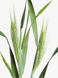 Rye Plant Photographic Print by Frank Krahmer