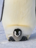 Emperor Penguin Protecting Offspring from the Cold Photographic Print